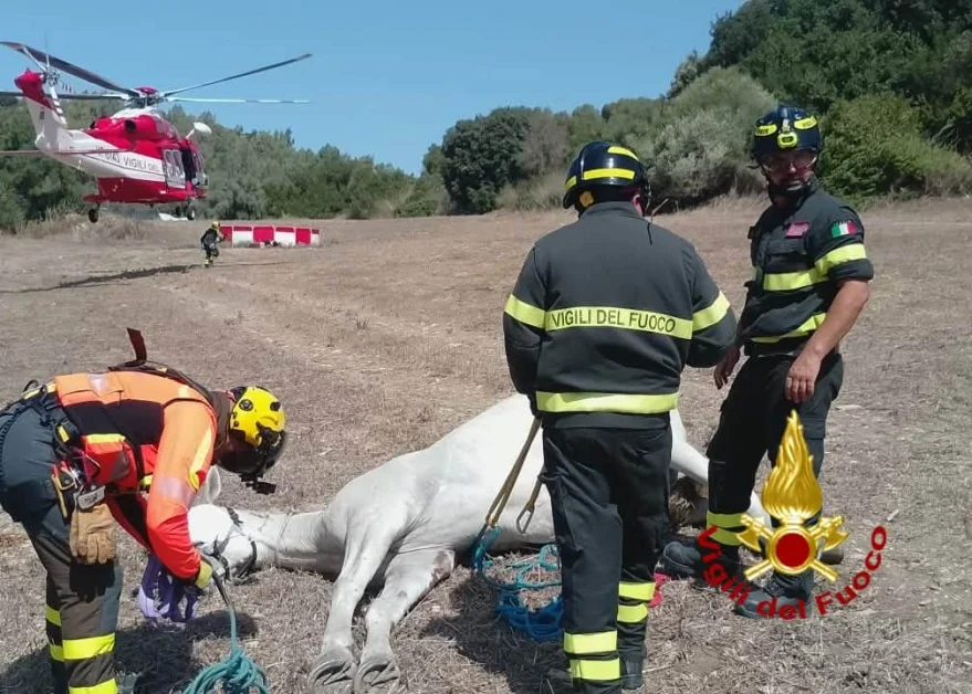 Cavallo cade in un canale ad Ales, recuperato con un elicottero dai Vigili del fuoco