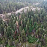 Le foreste continueranno a bruciare senza un serio intervento per il cambiamento climatico.