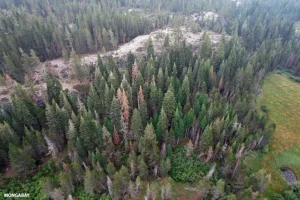Le foreste continueranno a bruciare senza un serio intervento per il cambiamento climatico.