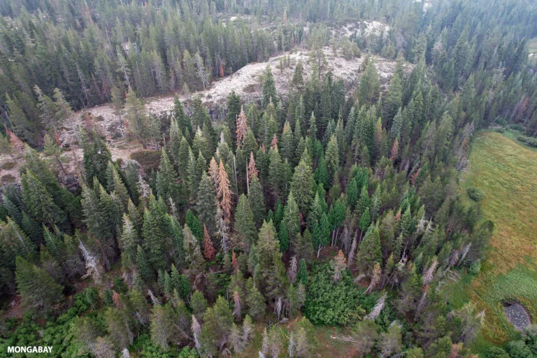 Le foreste continueranno a bruciare senza un serio intervento per il cambiamento climatico.