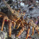 Dopo decenni di pesca a strascico, i seamount cileni continuano a essere degradati.