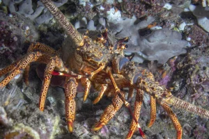 Dopo decenni di pesca a strascico, i seamount cileni continuano a essere degradati.