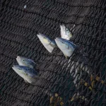 Pesca al tonno drift: studio rivela che attrezzatura invade aree marine protette.