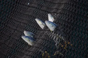 Pesca al tonno drift: studio rivela che attrezzatura invade aree marine protette.