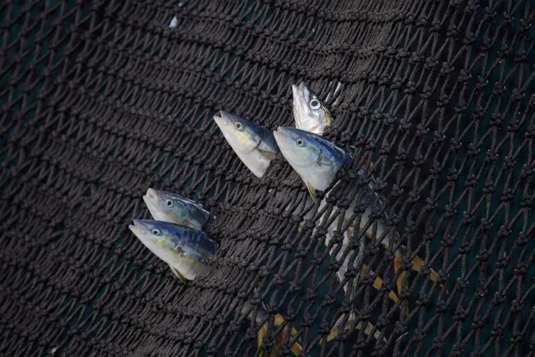 Pesca al tonno drift: studio rivela che attrezzatura invade aree marine protette.