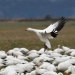 L’IA rivoluziona il monitoraggio delle migrazioni, dal radar alle specie di uccelli.