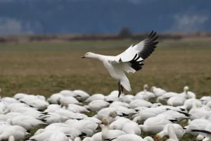 L’IA rivoluziona il monitoraggio delle migrazioni, dal radar alle specie di uccelli.