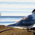 Australia conferma il primo caso di mortalità di massa da influenza aviaria tra la fauna selvatica.