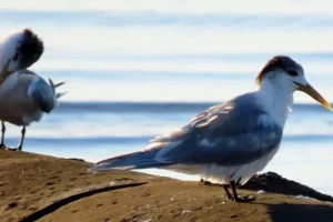 Australia conferma il primo caso di mortalità di massa da influenza aviaria tra la fauna selvatica.