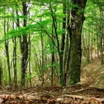 Foreste sostenibili, in Italia cresce la certificazione PEFC: oltre 1,1 milioni di ettari gestiti secondo criteri ambientali