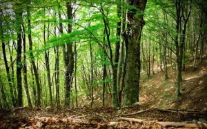 foreste