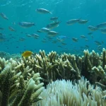 Unione arte e scienza per salvaguardare le barriere coralline: un argomento biologico essenziale.
