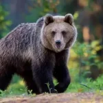 Abruzzo, torna il Tour della coesistenza uomo-orso: al via le attività per proteggere l’orso marsicano