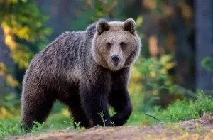 Abruzzo, torna il Tour della coesistenza uomo-orso: al via le attività per proteggere l’orso marsicano