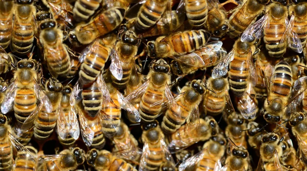 Beewashing, quando “salvare le api” non basta: la tutela della biodiversità richiede un approccio più ampio