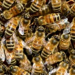 Beewashing, quando “salvare le api” non basta: la tutela della biodiversità richiede un approccio più ampio