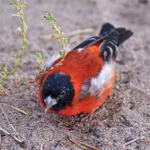 Il miracolo dell’uccello raro: come ha scatenato un movimento per la fauna selvatica in Guyana.