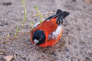 Il miracolo dell’uccello raro: come ha scatenato un movimento per la fauna selvatica in Guyana.