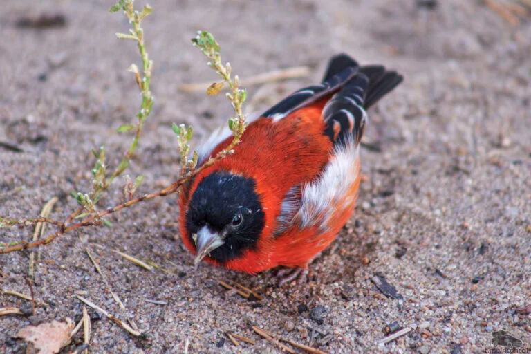 Il miracolo dell’uccello raro: come ha scatenato un movimento per la fauna selvatica in Guyana.