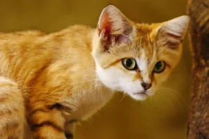 Scoperta in Qatar: i gattini delle sabbie potrebbero avere una popolazione significativa.