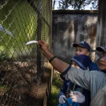 Fallimenti nella biosicurezza hanno aggravato l’epidemia di influenza allo zoo del Nepal.