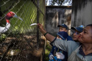 Fallimenti nella biosicurezza hanno aggravato l’epidemia di influenza allo zoo del Nepal.