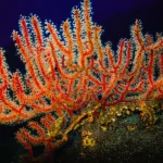 Spagna propone 23 nuove aree marine protette nelle Canarie e nel Mediterraneo: scopri i dettagli!