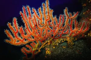 Spagna propone 23 nuove aree marine protette nelle Canarie e nel Mediterraneo: scopri i dettagli!