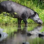 Come la plastica minaccia la fauna selvatica dell’Amazzonia: tapiri, pipistrelli e nidi