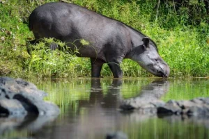 Come la plastica minaccia la fauna selvatica dell’Amazzonia: tapiri, pipistrelli e nidi