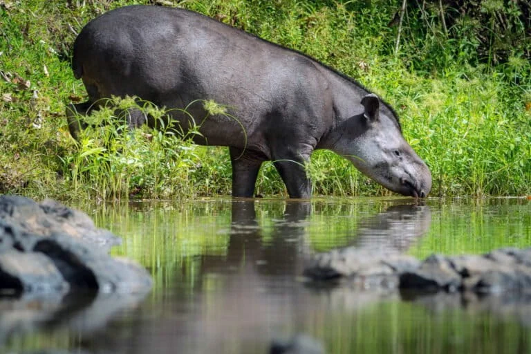 Come la plastica minaccia la fauna selvatica dell’Amazzonia: tapiri, pipistrelli e nidi