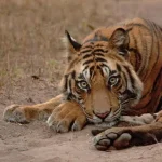 Nepal, la popolazione di tigri più che triplicata in 16 anni: un successo per la conservazione della biodiversità