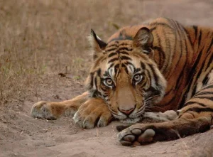 Nepal, la popolazione di tigri più che triplicata in 16 anni: un successo per la conservazione della biodiversità