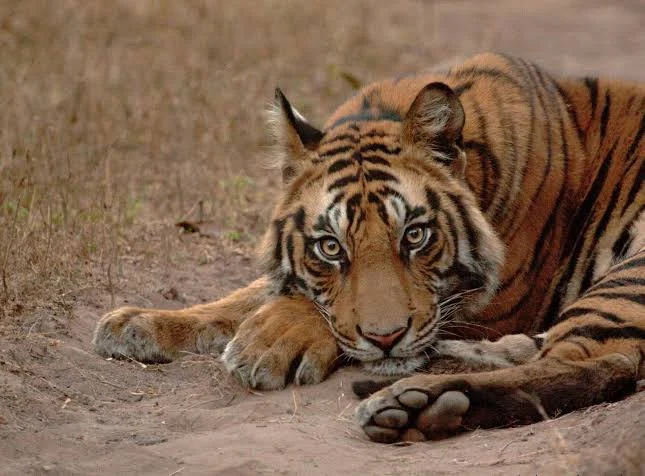 Nepal, la popolazione di tigri più che triplicata in 16 anni: un successo per la conservazione della biodiversità