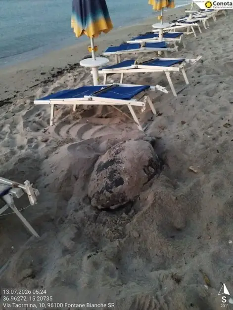 Tartarughe marine in Sicilia: oltre 80 nidificazioni segnalate quest’anno!
