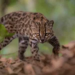 Scoperto il primo gatto ‘nuovo per la scienza’ in più di 100 anni.