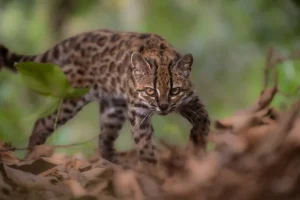 Scoperto il primo gatto ‘nuovo per la scienza’ in più di 100 anni.