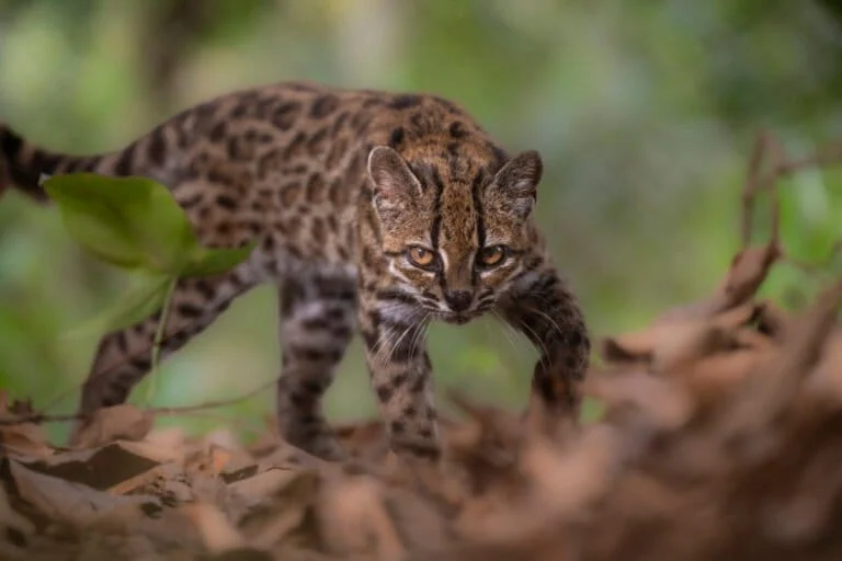Scoperto il primo gatto ‘nuovo per la scienza’ in più di 100 anni. (pagina 2)