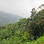 Minacciate querce del Sudest Asiatico: segnalato scarso livello protezione in recente rapporto.