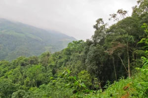Minacciate querce del Sudest Asiatico: segnalato scarso livello protezione in recente rapporto.