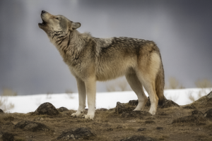 Ascolta, non sparare: La ricerca assistita dall’IA per comprendere i lupi di Yellowstone