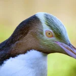Pinguini occhi gialli in pericolo per reti da pesca: interventi per conservazione urgente.