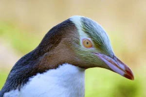 Pinguini occhi gialli in pericolo per reti da pesca: interventi per conservazione urgente.