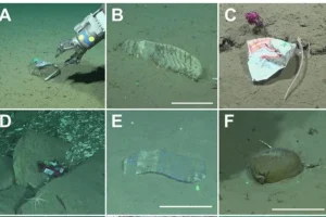 Rifiuti di plastica e gomma trovati nel canyon sottomarino remoto al largo della costa argentina