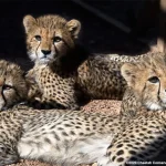 Cuccioli di ghepardo di Praga Zoo in recupero dopo tempeste e malattia della madre.