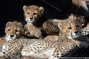 Cuccioli di ghepardo di Praga Zoo in recupero dopo tempeste e malattia della madre.