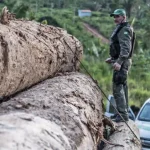 Come contrastare il crimine ambientale: seguire i profitti lungo tutta la catena di approvvigionamento