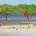 Fondo ONU per condivisione benefici biodiversità lotta per attenzione e fondi: situazione critica.