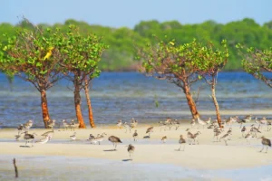 Fondo ONU per condivisione benefici biodiversità lotta per attenzione e fondi: situazione critica.