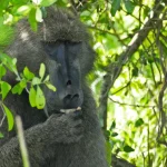 Coltivare alberi alimentari indigeni in Africa orientale combatte la malnutrizione e la perdita di biodiversità. 

Titolo: Coltivare alberi alimentari indigeni per combattere malnutrizione e biodiversità in Africa orientale.